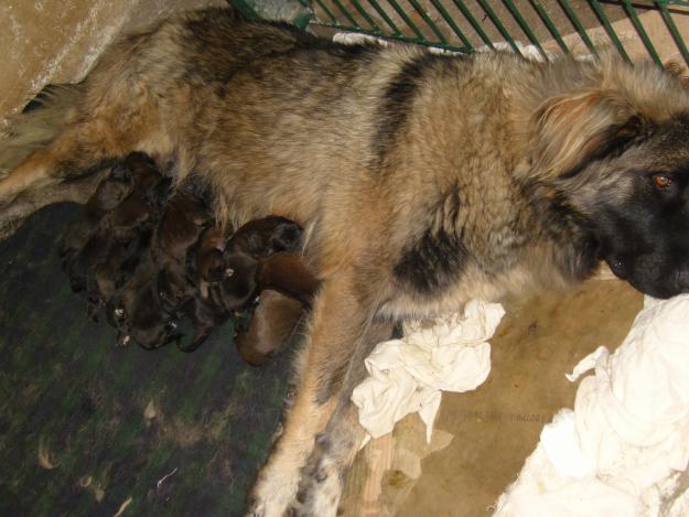 Cachorros de Cao da Serra da Estrela (Mastín Portugués) - perros de guarda o compañía