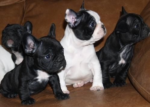 Maravillosos cachorros de Bulldog frances