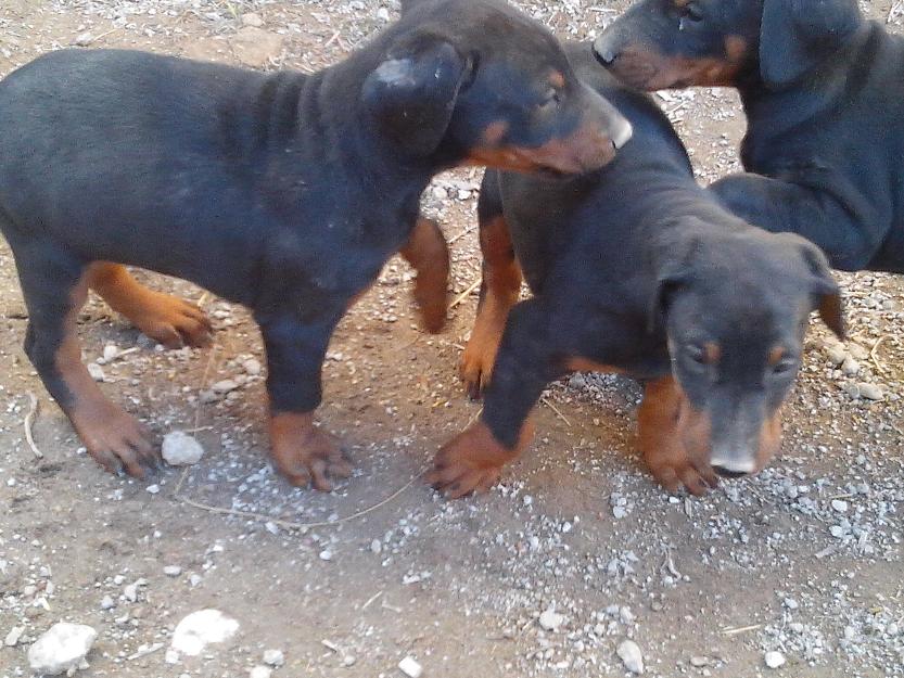 Oferta doberman(zaragoza)