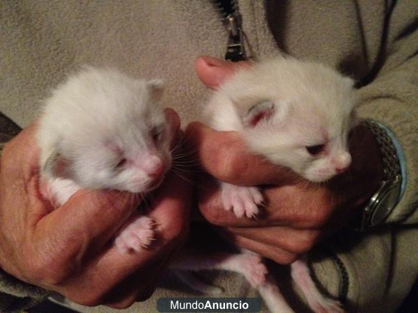 Regalo gatos recien nacidos