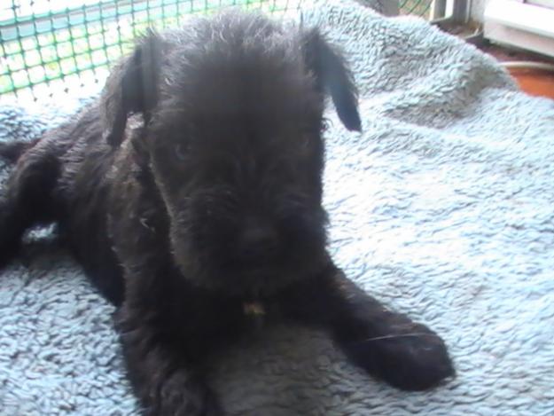 Schnauzer Miniatura cachorros