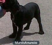 se regala cocker negro de pura raza