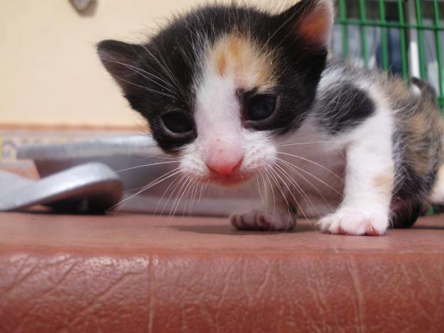 Una gata adulta, blanca. 4 gatitos bebes.