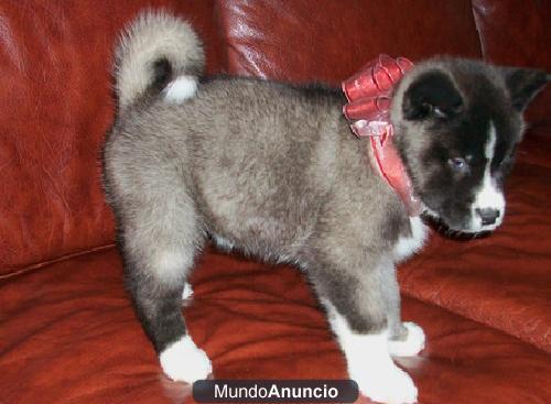 (regalo de Navidad )  Siberian husky cachorros