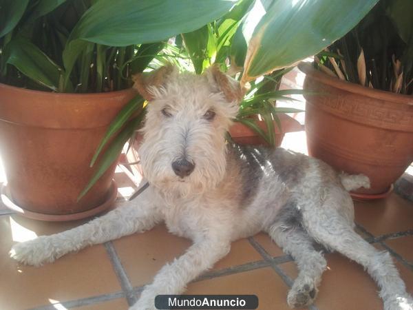 Busco hembra foxterrier en Madrid para montar. Pelo rizado