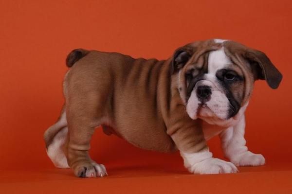 Cachorrita de Bulldog muy fuerte y compacta,