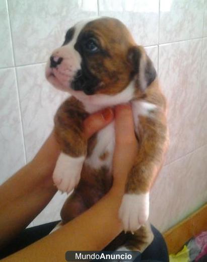 Cachorros de boxer