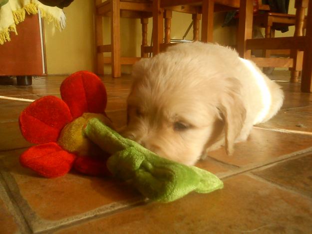 Hermosos cachorros de golden retrevier