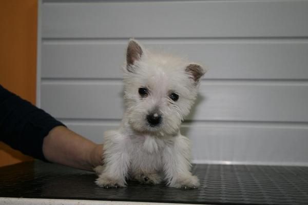 WESTYS PRECIOSOS, CACHORROS VACUNADOS, SE ENTREGAN CON 8 SEMANAS DE VIDA