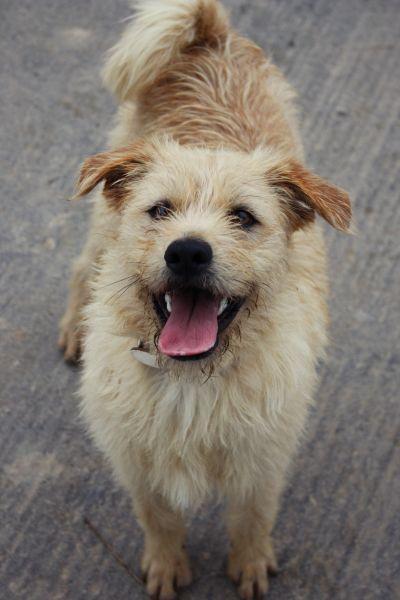 CÁSPER, perrito en adopciòn