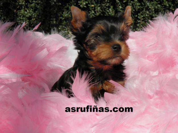 Yorkshire Terrier.Nacidos en Coruña.