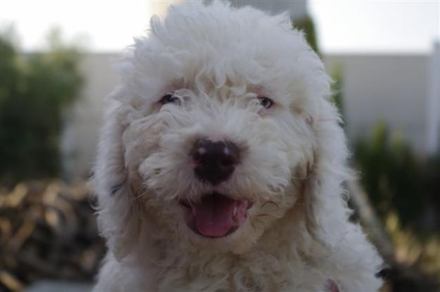 cachorros perro de aguas español, hijos de campeón, excelente precio