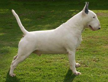 BULL TERRIER