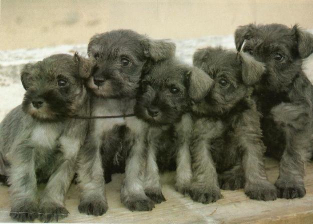 Cachorros de pura raza de schnauzer gegant