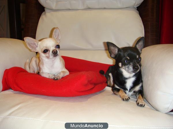 CHIGUAGUAS CACHORROS  PERROS TOYS EN VENTA