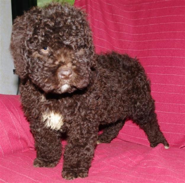 Perro de agua español, cachorra para exposicion, trabajo ó compañia