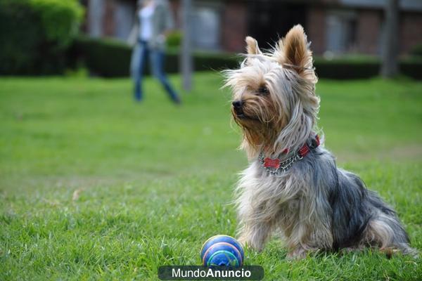 Precioso Yorkshire busca Novia!!!