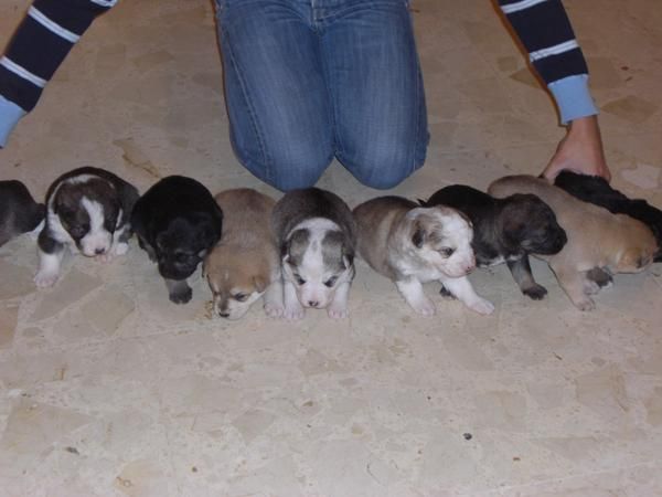 Regalo perros de madre pastora belga -orihuela