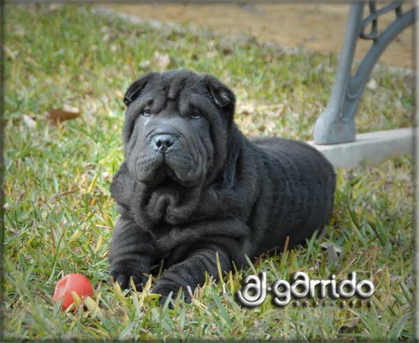 Sharpei cachorros ajgarrido´s