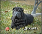 Sharpei cachorros ajgarrido´s - mejor precio | unprecio.es