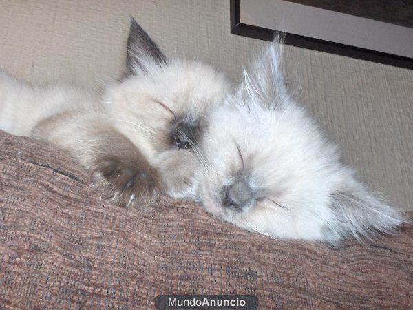 ¡Gatitas Ragdoll!