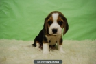 beagles cachorros machos y hembras con 2 meses - mejor precio | unprecio.es
