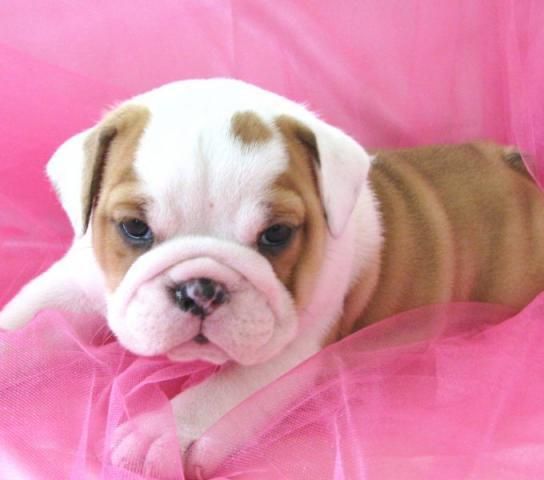 Bulldog Inglés cachorros para casas buenas