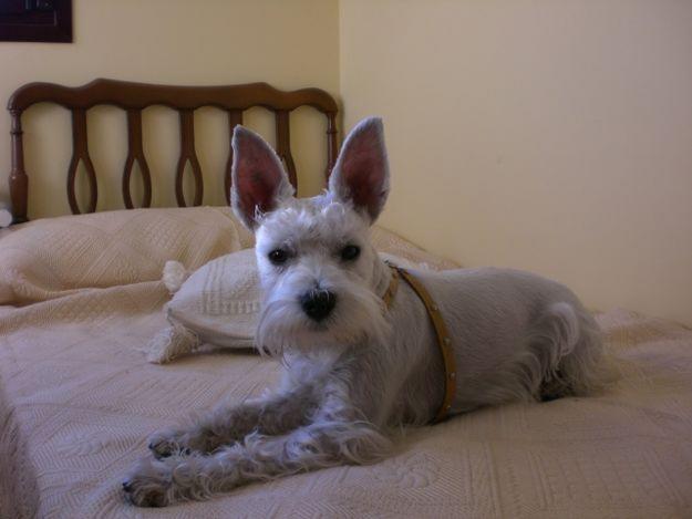 busco schnauzer mini blanco hembra