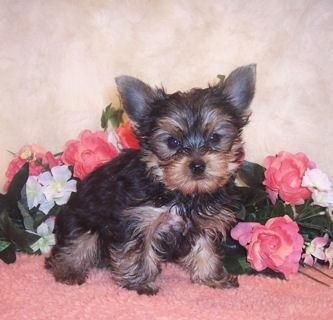 Fantasticos Yorkshire Terrier, super-miniatura, excelente pedigree.