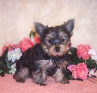 Fantasticos Yorkshire Terrier, super-miniatura, excelente pedigree. - mejor precio | unprecio.es