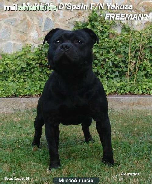 STAFFORDSHIRE BULL TERRIER .HIJOS FREEMAN & TRUFA