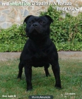 STAFFORDSHIRE BULL TERRIER .HIJOS FREEMAN & TRUFA - mejor precio | unprecio.es