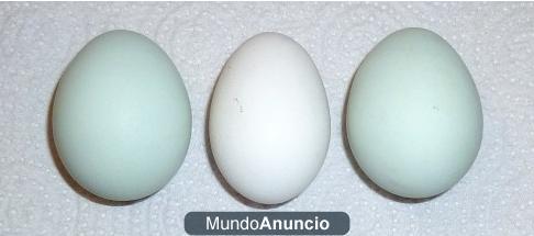 VENDO HUEVOS VERDES DE GALLINA