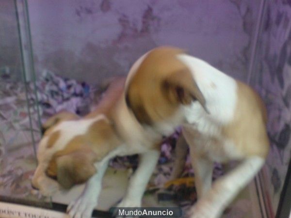 American Staffordshire Terrier, perros, cachorros, criadero, venta.