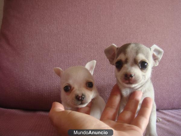 cachorritos de chihuahuas