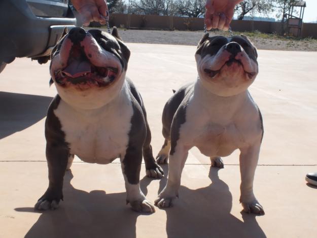 CACHORROS AMERICAN BULLY !!!!!!