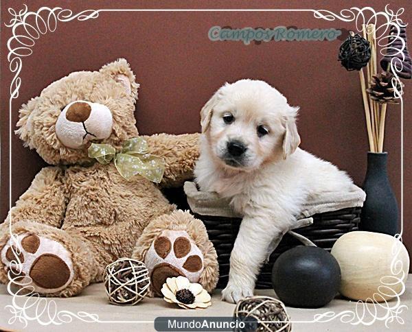 Cachorros golden retriever