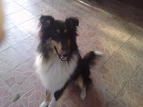 cachrros rough collie