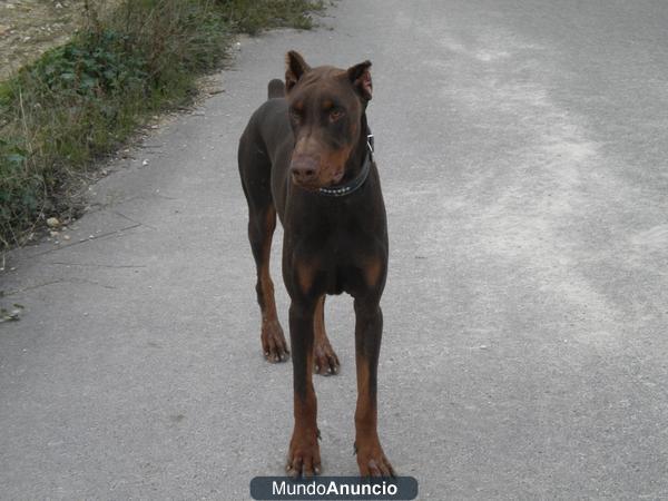 DOBERMAN para montas