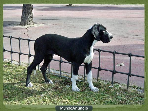 Dogo Aleman hembra