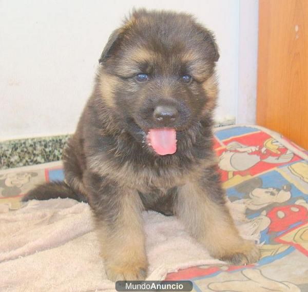 IMPRESIONANTES CACHORRITOS DE PASTOR ALEMAN CON DOS MESES