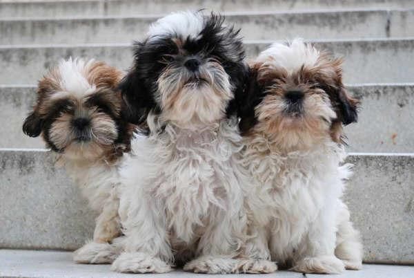 Impresionantes Shih-tzu, cachorros de dos meses