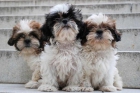 Impresionantes Shih-tzu, cachorros de dos meses - mejor precio | unprecio.es