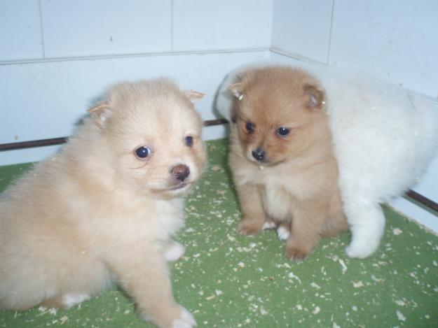 PEQUEÑITOS CACHORROS DE POMERANIA CON PEDIGREE 450 EUROS