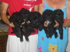 Perro de aguas,cachorros color negro.200 Eur. - mejor precio | unprecio.es