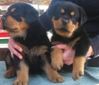 Rottweiler con PEDIGREE -550 - 2 meses - mejor precio | unprecio.es