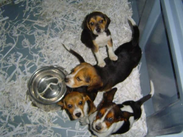 Beagle, espectaculares cachorros