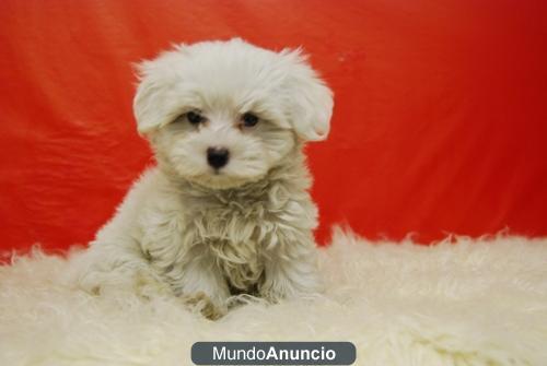 Bichon Malteses muy blancos ... fotos reales