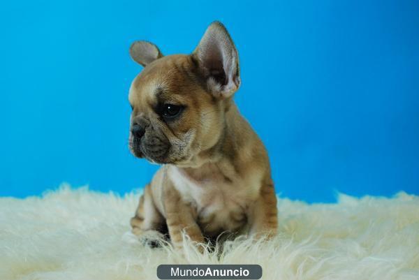 Bulldog frances fawn perritos de dos meses