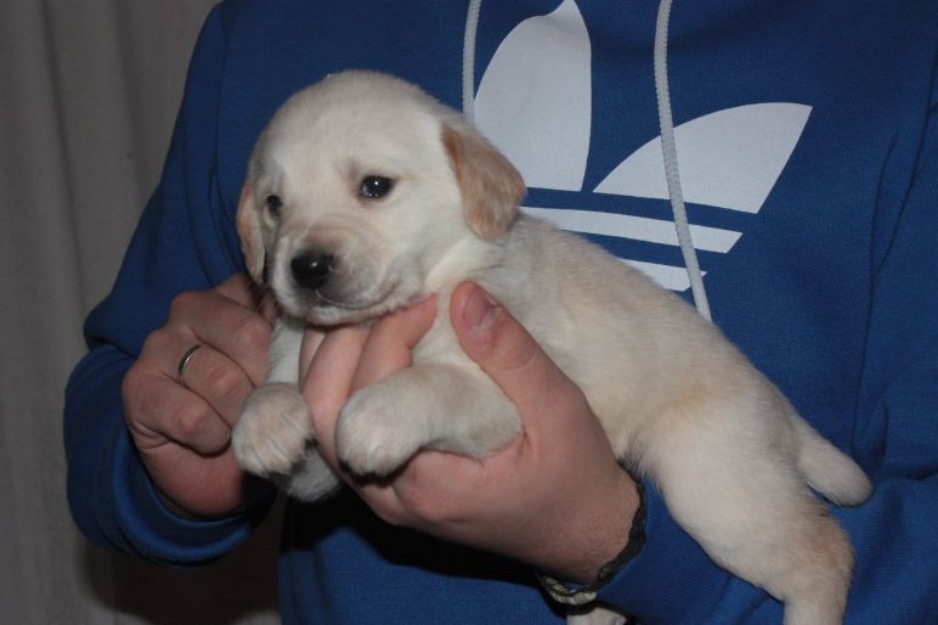 Cachorros Golden Retrieve del 29/12/12